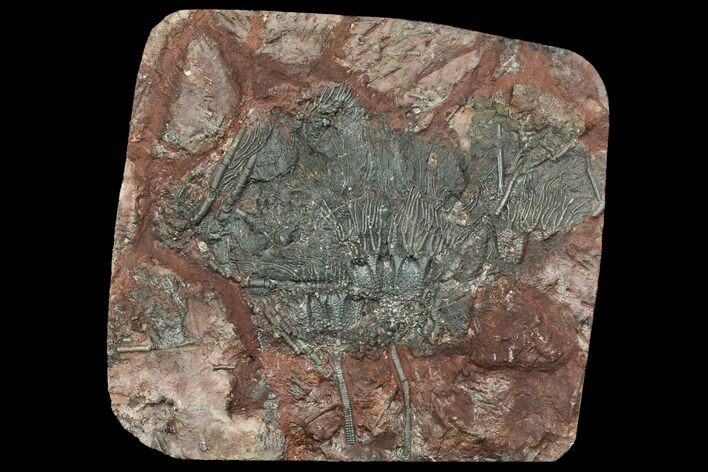 Silurian Fossil Crinoid (Scyphocrinites) Plate - Morocco #118529